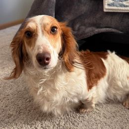 Calla Lily - Dachshund