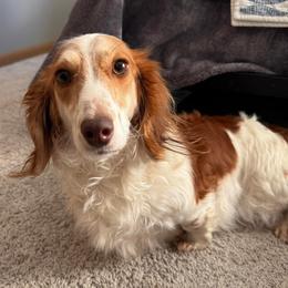 Calla Lily - Dachshund
