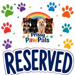 Sky - Black and tan female Yorkshire Terrier puppy in Flowood, Mississippi from Prissy PawPals