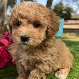 Blue Collar - male Cavapoochon puppy in Waterford, California from Windy Hill Doodles