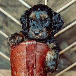 Percy Sledge - Chocolate male Australian Labradoodle puppy in Decatur, Alabama from Southern Meadows Doodles