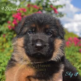 Sky - Black and red male German Shepherd puppy in Orlando, Florida from AceHaven Canines