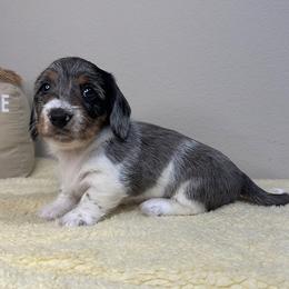 Dachshund Puppies from Shepherds Run Miniature Dachshunds