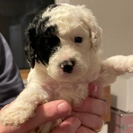 Cavapoos, Goldendoodles, Labradoodles, Poodles, and Sheepadoodles from Wagadoodlesnw