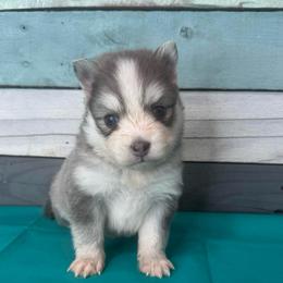 Ash - Blue male Pomsky puppy in Krum, Texas from Paw-Some Pomskies