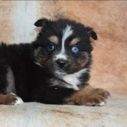 Boss - Black tri male Miniature Australian Shepherd puppy in Sw, Wisconsin from Driftless Australian Shepherds