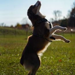 Jewels - Australian Shepherd