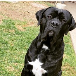 Cane Corso from Deseri Tellez's Cane Corsos