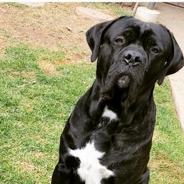 Cane Corso from Deseri Tellez's Cane Corsos