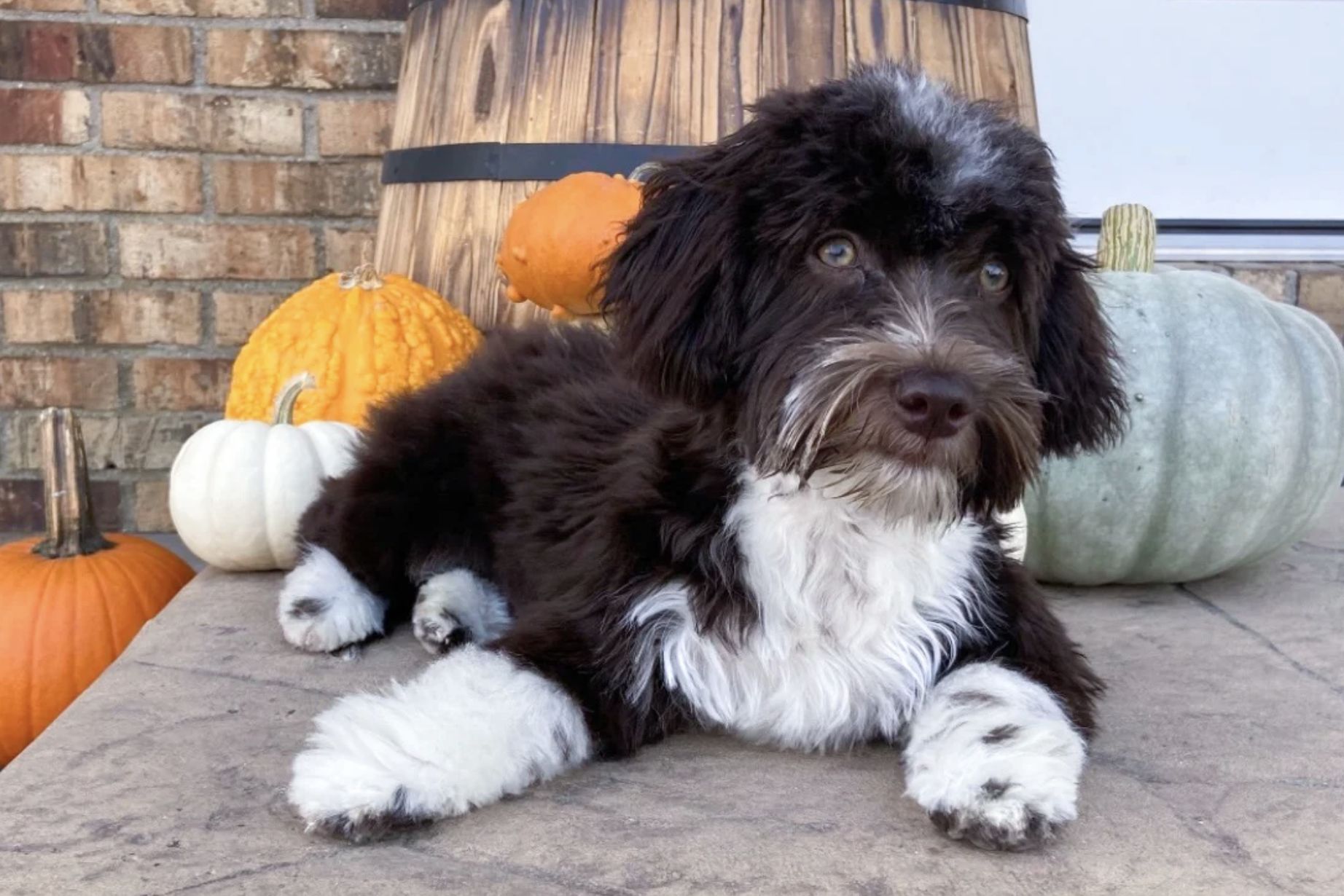 Windy cheap hill havanese