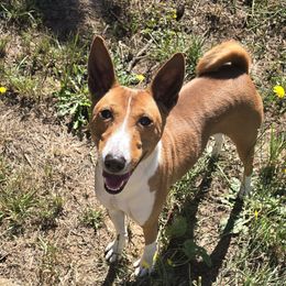 Sully - Basenji