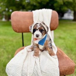 Honey - Tri-color female Bernedoodle puppy in Buda, Illinois from Hamilton Farm Doodles