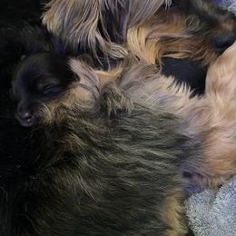 Yorkshire Terrier Puppies from Cutest AKC AZ Yorkies