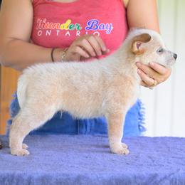 Legend - Red speckled male Australian Cattle Dog puppy in Rhoadesville, Virginia from Rosewood Farms Australian Cattle Dogs