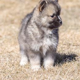 Pomsky Puppies from New World Pomskies