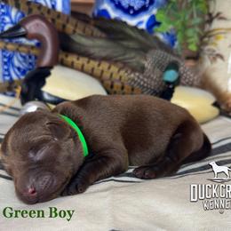 Green Boy - Chocolate male Labrador Retriever puppy in Plymouth, North Carolina from Duck Creek Kennels