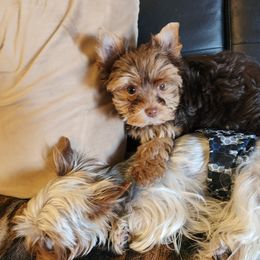 Yorkshire Terrier Puppies from Little Yorkie World Texas