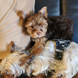 Yorkshire Terrier Puppies from Little Yorkie World Texas