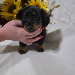 Male red collar - Blue and tan male Dachshund puppy in Cameron, Texas from Kelli's Dachshunds