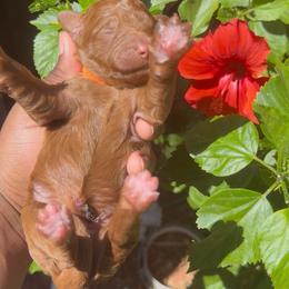 Jolie - Red  female Poodle puppy in Corona, California from Garden Of Poodles