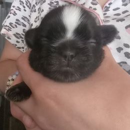 Ginget - Black female Shih Tzu puppy in Green Valley Lake, California from All American Shih Tzu Puppies