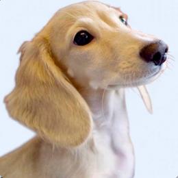 ENZO - Dachshund