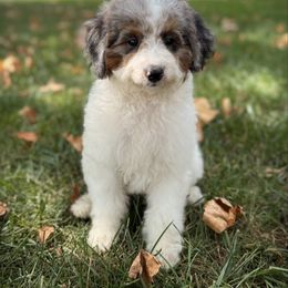 Theo - Blue merle male Assorted Doodle Crosses puppy in Ohio from Holley Doodles