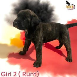 Mastiff Puppies from FrontlineK9 Boarding & Training LLC