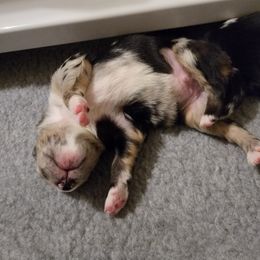 Australian Shepherd Puppies from Summit Australian Shepherds