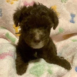 Sophie (Light Pink) - Chocolate female Yorkipoo puppy in Martin, Tennessee from Danza Bolo