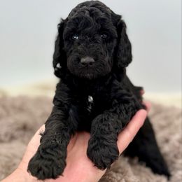 Dove - Black female Poodle puppy in Peyton, Colorado from Fuzzybottoms Ranch LLC