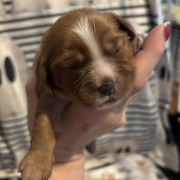 Haystack - Ruby male Cavalier King Charles Spaniel puppy in Howard, Wisconsin from Family first cavaliers