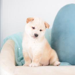 Hiro -FULL AKC REGISTRATION- - Cream male Shiba Inu puppy in Neosho, Missouri from Kenny Cave K9s