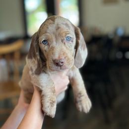 Beans - Dapple male Dachshund puppy in Waddell, Arizona from Neu Doxies