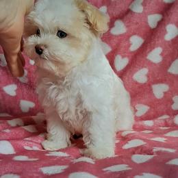 Maltipoo Puppies from Little Cupcakes and Pumkins Maltipoos