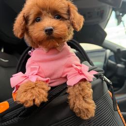 COOKIE - Red female Maltipoo puppy in Sugar Land, Texas from Celebrity Maltipoos