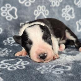 Hoa Hoa - Black and white male Border Collie puppy in Chicora, Pennsylvania from Riverwood