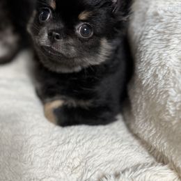 Junior - Black and tan male Chihuahua puppy in Citrus Heights, California from Golden State Chihuahuas