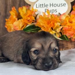 Nana - Cream female Dachshund puppy in Dothan, Alabama from Little House Pups