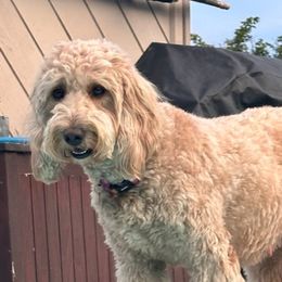 Pepper - Goldendoodle