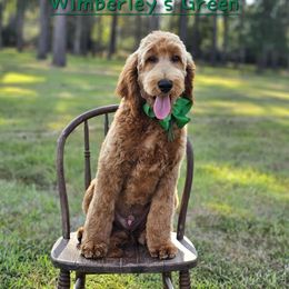 Wimberly's Green Boy - Apricot male Goldendoodle puppy in Kountze, Texas from Texas Doodles LLC