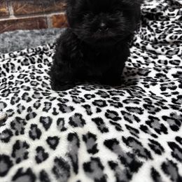 Shih Tzu Puppies from Little Mil’s Shih Tzus