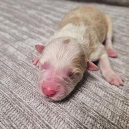 Tootsie - White and gold female Border Collie puppy in Fresno, California from Alpine Tails