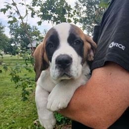 Angel - Rust and white female Saint Bernard puppy in Kinsman, Ohio from Coleman Saint Bernards of Ohio