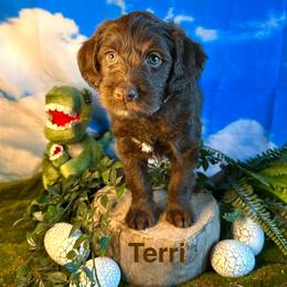 Terri - Chocolate female Labradoodle puppy in Chelan, Washington from North Cascades Doodles