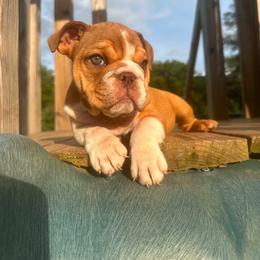 READY TO GO- Cleo - Chocolate tri-color female Bulldog puppy in Ranson, West Virginia from EMR’s Bulldogs