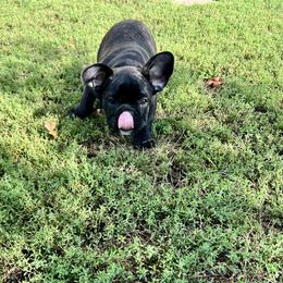 Ace  new price - Brindle and white male French Bulldog puppy in Nora Springs, Iowa from Summit View Frenchies