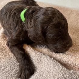 Green Collar Girl - Brown female Poodle puppy in Colorado Springs, Colorado from Pikes Peak Doodles