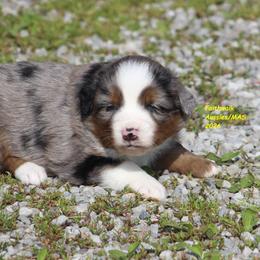 Aayla - Blue merle female Miniature American Shepherd puppy in Hillsdale, Michigan from Faithwalk Aussies and Mini American Shepherds