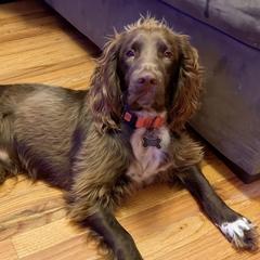 Walker - English Cocker Spaniel